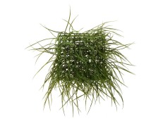 Aukštos žolytės sienos segmentas, 26x26cm