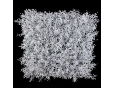 Baltųjų samanų sienos segmentas, 50x50cm